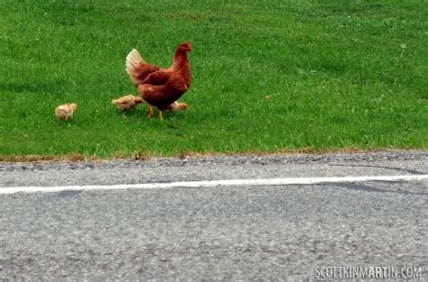 Learn about chicken road